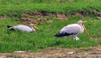 Gelbschnabelstorch &ndash; &copy; Petra Hady (Eberhardt TRAVEL)