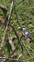 Graufischer mit fetter Beute &ndash; &copy; Petra Hady (Eberhardt TRAVEL)