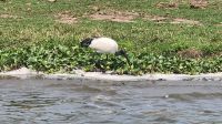 Heiligen Ibis &ndash; &copy; Petra Hady (Eberhardt TRAVEL)