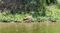 Nilgans &ndash; &copy; Petra Hady (Eberhardt TRAVEL)