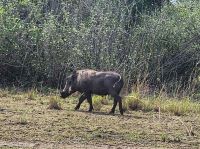 Warzenschwein &ndash; &copy; Petra Hady (Eberhardt TRAVEL)