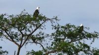 Schreiseeadler &ndash; &copy; Petra Hady (Eberhardt TRAVEL)