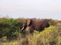 Elefant &ndash; &copy; Petra Hady (Eberhardt TRAVEL)