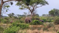 Elefanten &ndash; &copy; Petra Hady (Eberhardt TRAVEL)