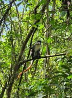 Rotschwanzmeerkatze &ndash; &copy; Petra Hady (Eberhardt TRAVEL)