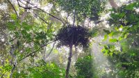 Schimpansennest &ndash; &copy; Petra Hady (Eberhardt TRAVEL)