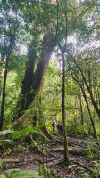 Schimpansen-Trekking &ndash; &copy; Petra Hady (Eberhardt TRAVEL)