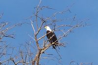 Weißkopfseeadler &ndash; &copy; Petra Hady (Eberhardt TRAVEL)