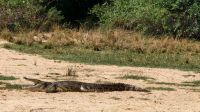 Nilkrokodil &ndash; &copy; Petra Hady (Eberhardt TRAVEL)