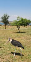 Marabu &ndash; &copy; Petra Hady (Eberhardt TRAVEL)