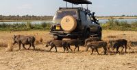 Warzenschwein-Familie &ndash; &copy; Petra Hady (Eberhardt TRAVEL)