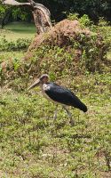 Marabu &ndash; &copy; Petra Hady (Eberhardt TRAVEL)