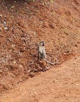 Grüne Meerkatze &ndash; &copy; Petra Hady (Eberhardt TRAVEL)