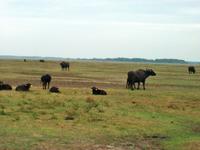 In der Puszta &ndash; &copy; Steffen Mucke (Eberhardt TRAVEL)