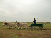 In der Puszta &ndash; &copy; Steffen Mucke (Eberhardt TRAVEL)