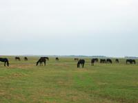 In der Puszta &ndash; &copy; Steffen Mucke (Eberhardt TRAVEL)
