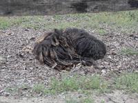 Tanyacsarda  Hütehund 