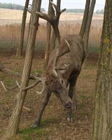 054 Hirschfarm &ndash; &copy; Jörg Nesse (Eberhardt TRAVEL)