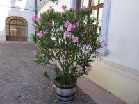 Sissi Schloss Gödöllö &ndash; &copy; Inge Bily (Eberhardt TRAVEL)