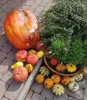51_Hirschfarm