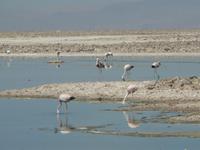 Los Flamencos