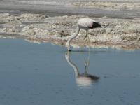 Los Flamencos