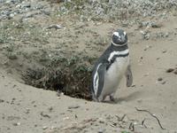 Seno Otway Pinguin-Kolonie