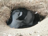 Seno Otway Pinguin-Kolonie