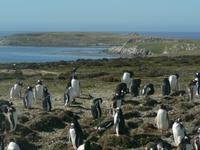 Sparrow Cove Pinguinkolonie