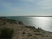 Magellanpinguine in Puerto Madryn