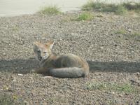 Wüstenfuchs in Puerto Madryn