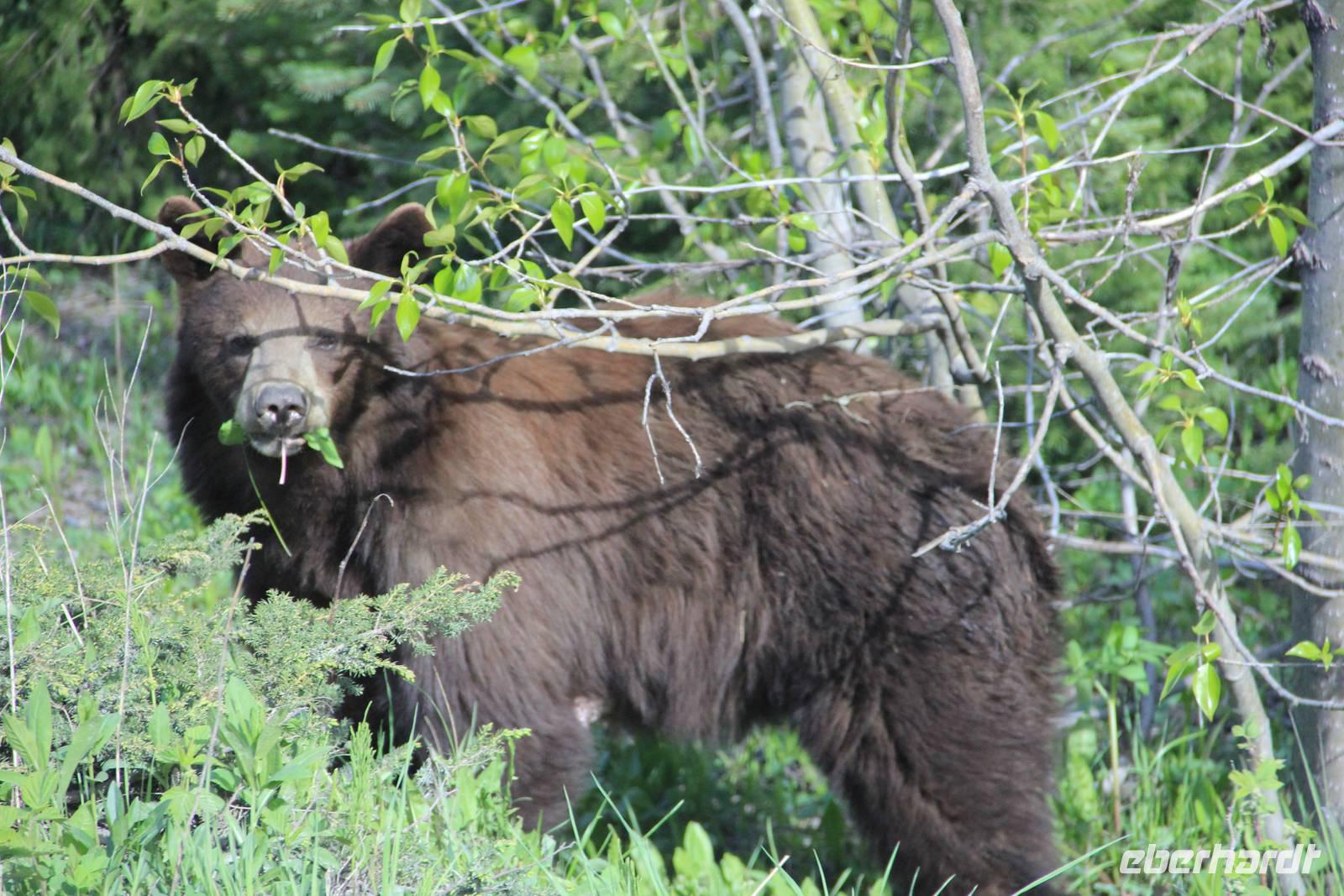 Waterton Lakes National Park - wir sind auf Bärenschau &ndash; &copy; Sylvia Ott (Eberhardt TRAVEL)