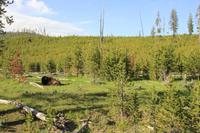 Yellowstone National Park &ndash; &copy; Sylvia Ott (Eberhardt TRAVEL)