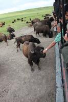 Terry Bison Ranch &ndash; &copy; Sylvia Ott (Eberhardt TRAVEL)