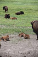 Terry Bison Ranch &ndash; &copy; Sylvia Ott (Eberhardt TRAVEL)