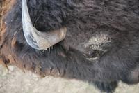 Terry Bison Ranch &ndash; &copy; Sylvia Ott (Eberhardt TRAVEL)