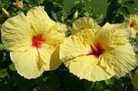 Gelbroter Hibiskus - Nationalblume Hawaii`s &ndash; &copy; Annett Müller (Eberhardt TRAVEL)