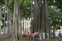 Honolulu -  ein Banyanbaum &ndash; &copy; Annett Müller (Eberhardt TRAVEL)
