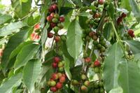 Kona Kaffee &ndash; &copy; Annett Müller (Eberhardt TRAVEL)