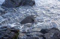 Turtle taucht ab &ndash; &copy; Annett Müller (Eberhardt TRAVEL)