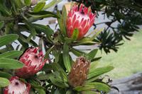 Könisgprotea &ndash; &copy; Annett Müller (Eberhardt TRAVEL)