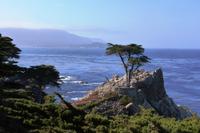 Monterey, 17-Miles-Drive - Lone Cypress &ndash; &copy; Ralf Mehnert (Eberhardt TRAVEL)