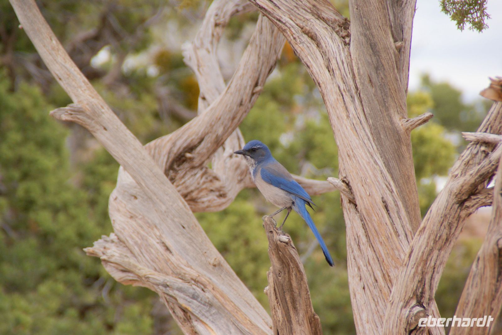 86 Grand Canyon &ndash; &copy; Susanne Schirmann (Eberhardt TRAVEL)