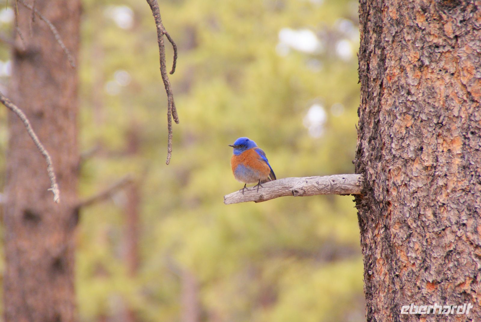 150 Bryce Canyon National Park &ndash; &copy; Susanne Schirmann (Eberhardt TRAVEL)
