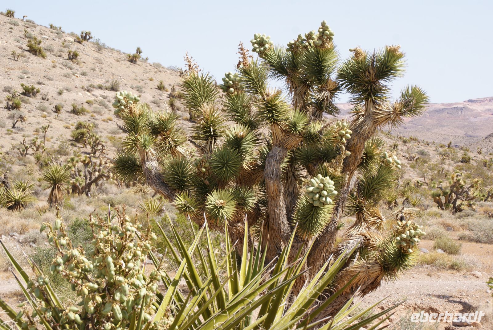 188 Josuha tree &ndash; &copy; Susanne Schirmann (Eberhardt TRAVEL)