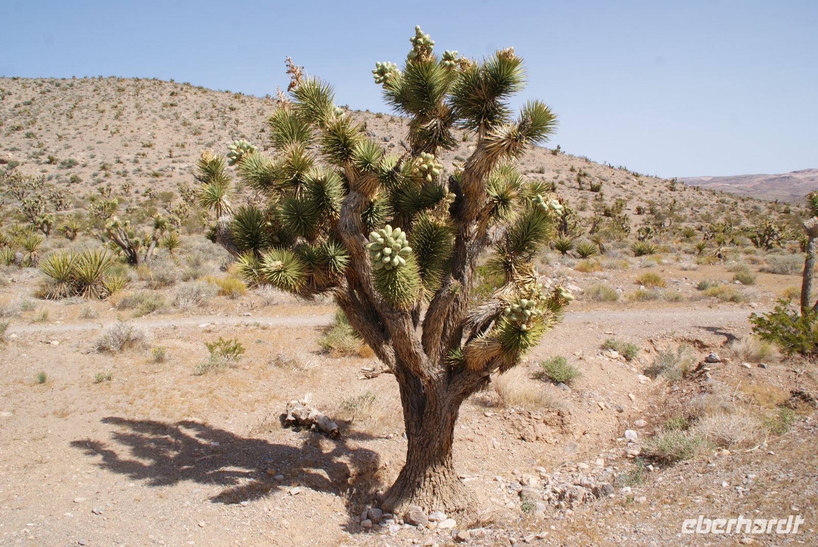 189 Josuha tree &ndash; &copy; Susanne Schirmann (Eberhardt TRAVEL)