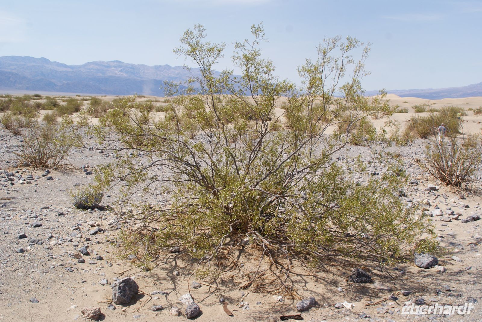 198 Stove Pipe Wells &ndash; &copy; Susanne Schirmann (Eberhardt TRAVEL)