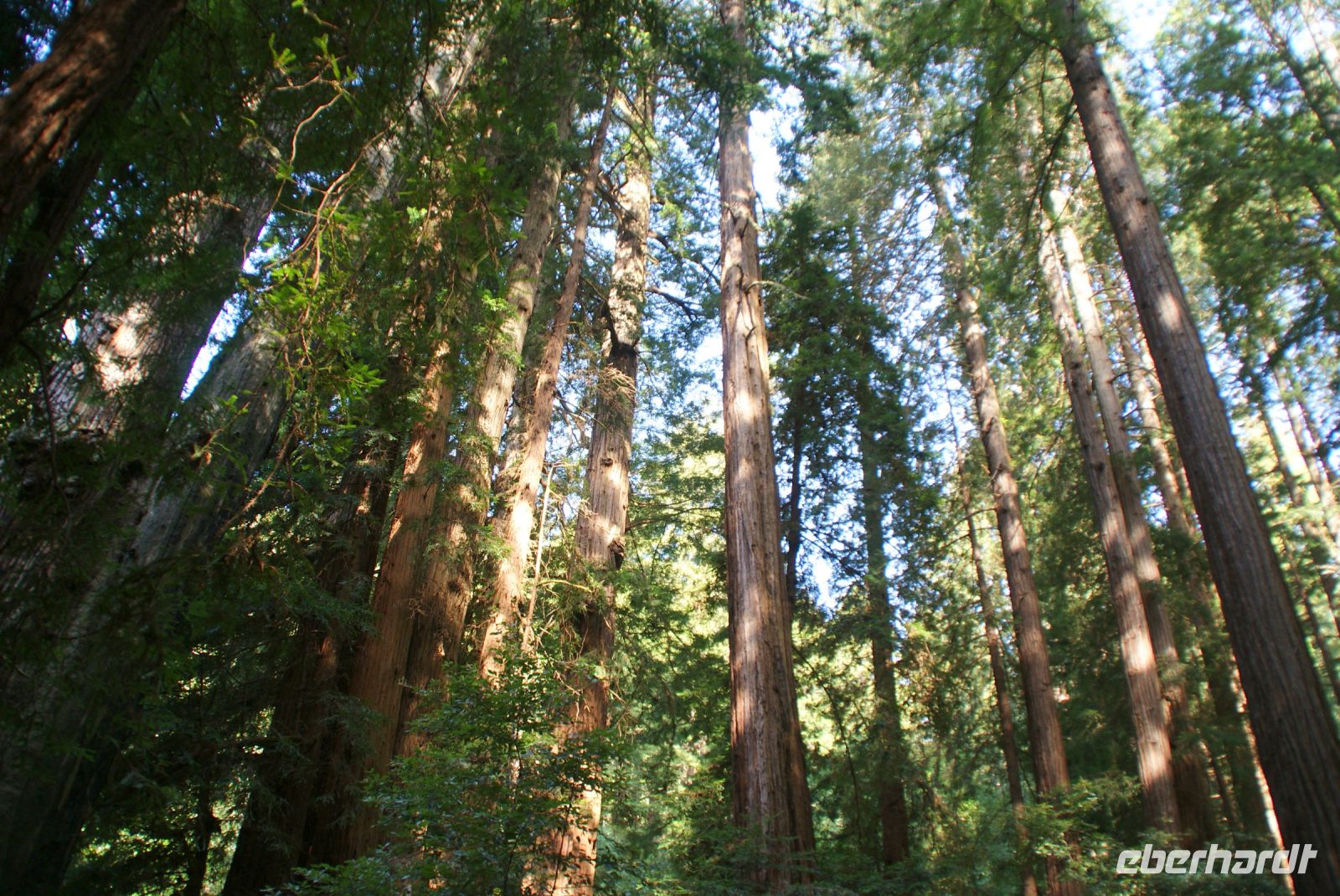 241 Muir Woods Nationalpark &ndash; &copy; Susanne Schirmann (Eberhardt TRAVEL)