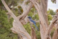 86 Grand Canyon &ndash; &copy; Susanne Schirmann (Eberhardt TRAVEL)