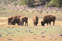 168 Bisons &ndash; &copy; Susanne Schirmann (Eberhardt TRAVEL)